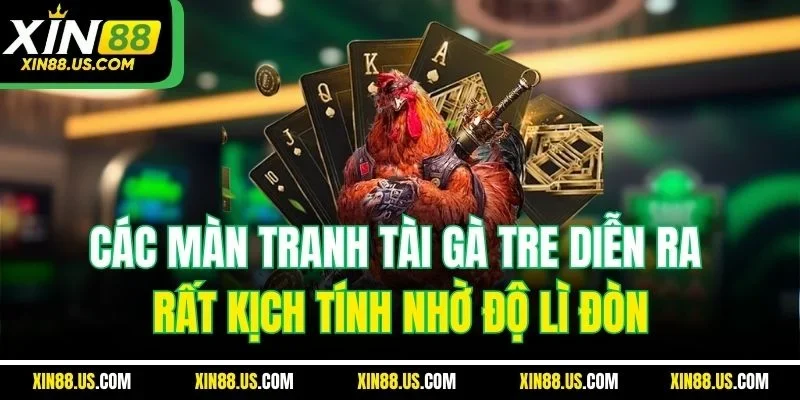 Các màn tranh tài gà tre diễn ra rất kịch tính nhờ độ lì đòn