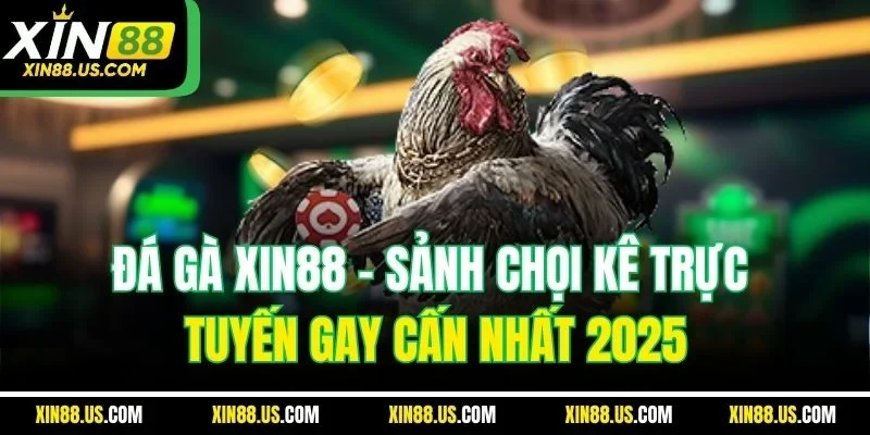 Đá Gà XIN88 | Sảnh Chọi Kê Trực Tuyến Gay Cấn Nhất 2025
