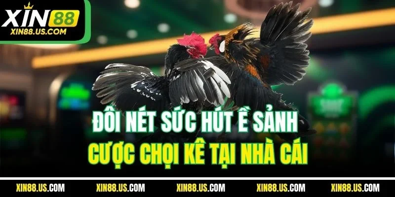 Đôi nét sức hút ề sảnh cược chọi kê tại nhà cái